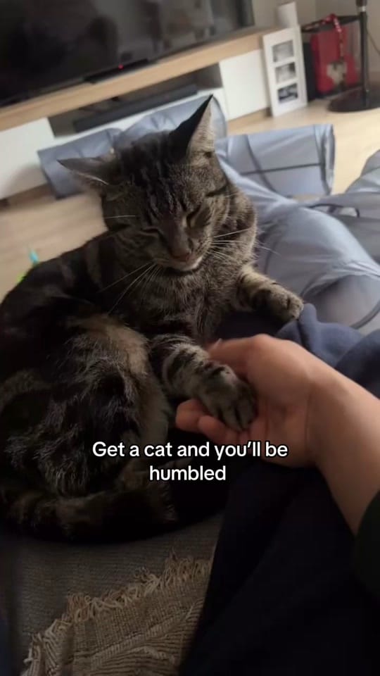 Post 2 by Nala & Simba on TikTok (video)
