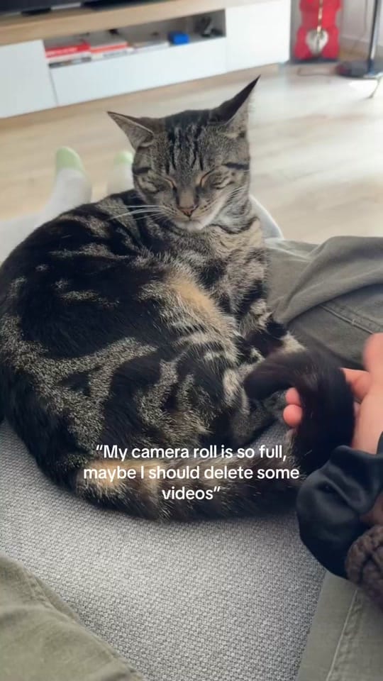 Post 1 by Nala & Simba on TikTok (video)