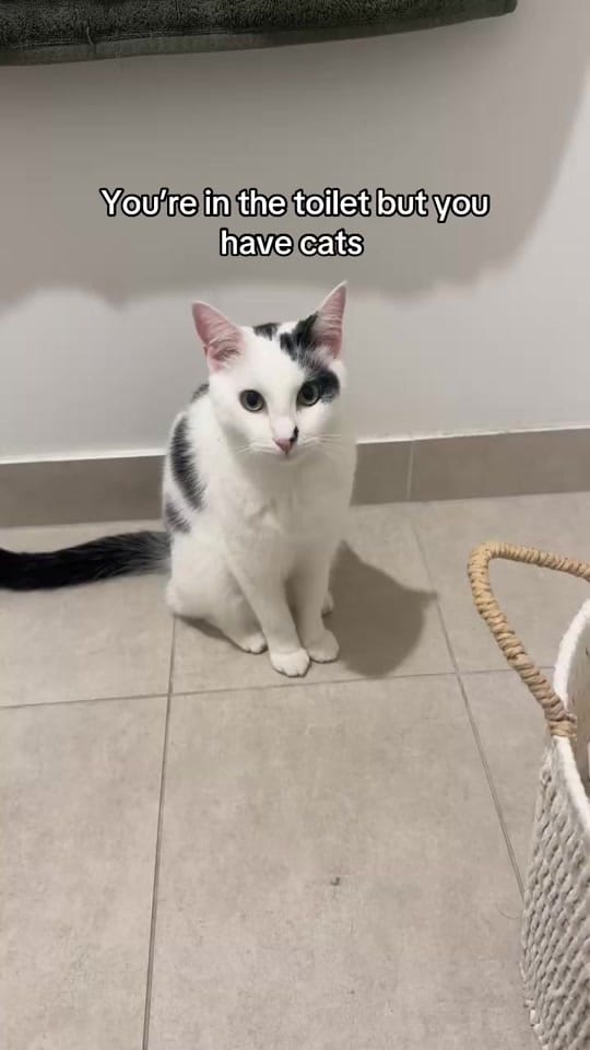 Post 4 by Nala & Simba on TikTok (video)