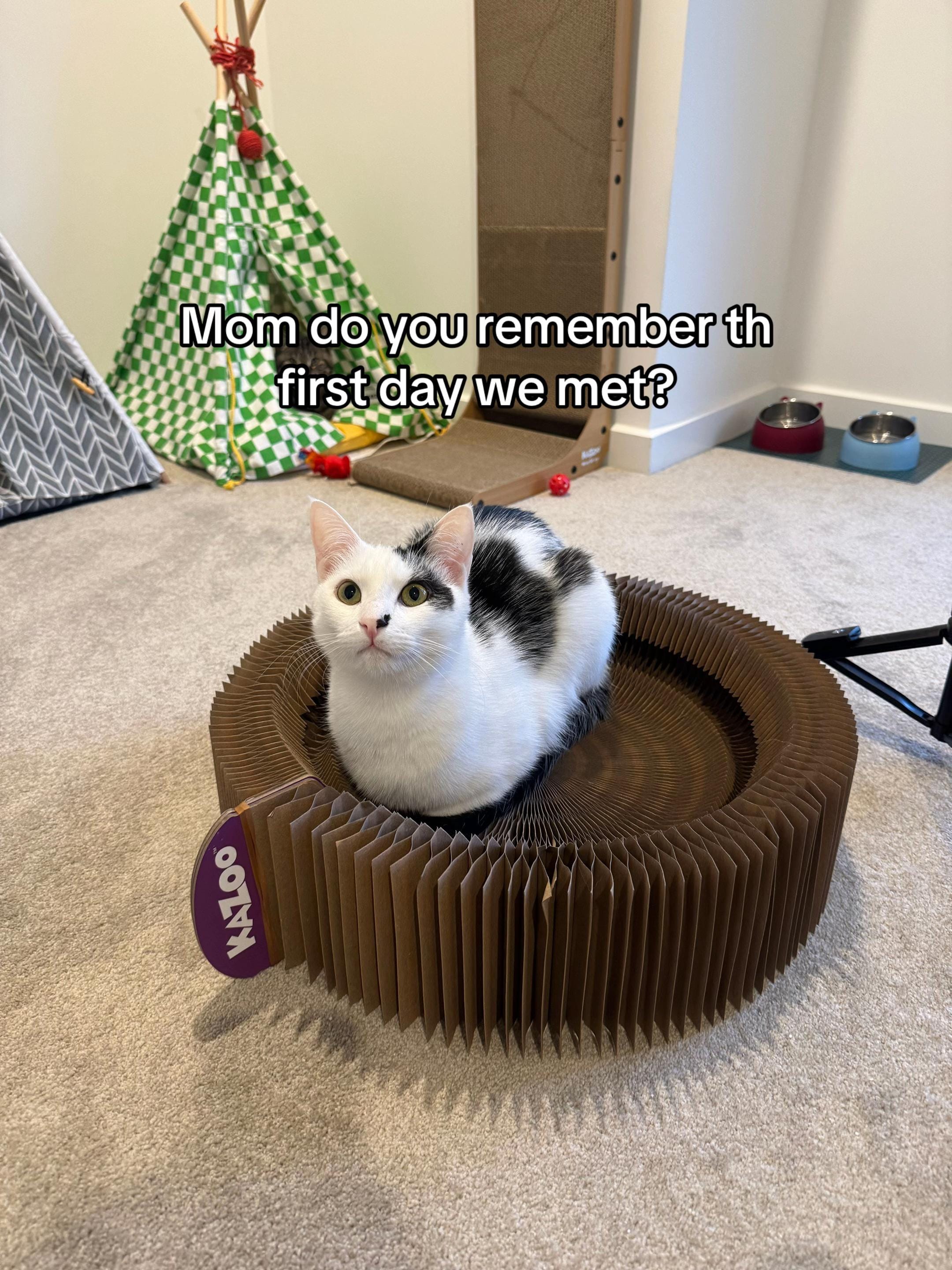 Post 3 by Nala & Simba on TikTok (video)