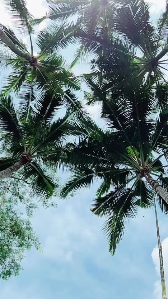 Post 1 by Mudra Trivedi on TikTok (video)