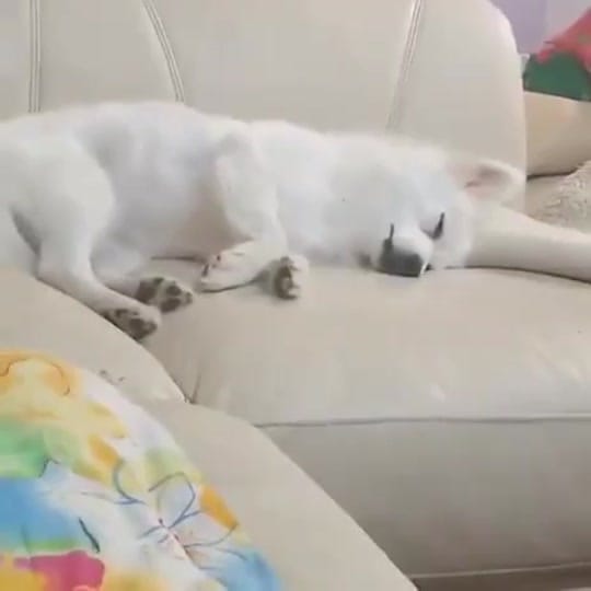 Post 8 by FNATIC R6 公式 on TikTok (video)