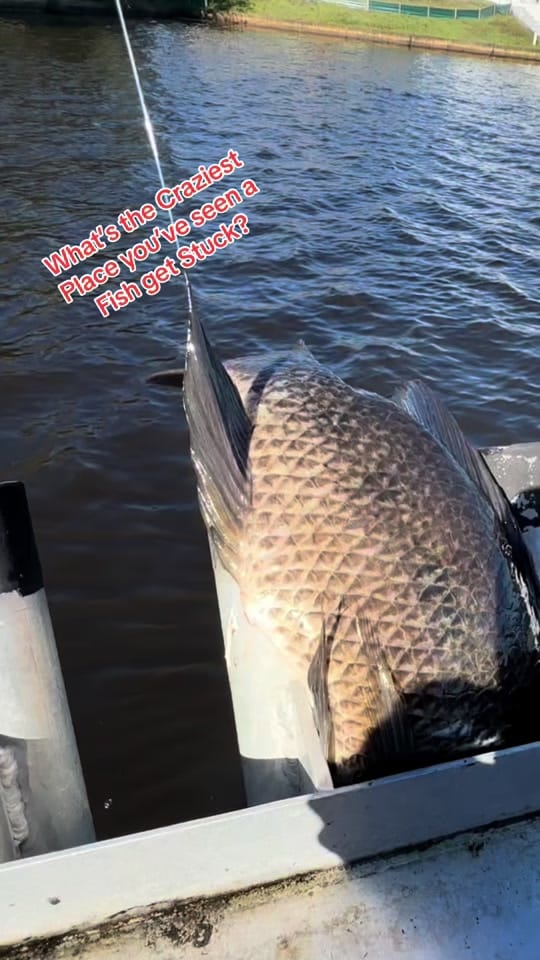 Post 7 by Fishing Australia Official on TikTok (video)