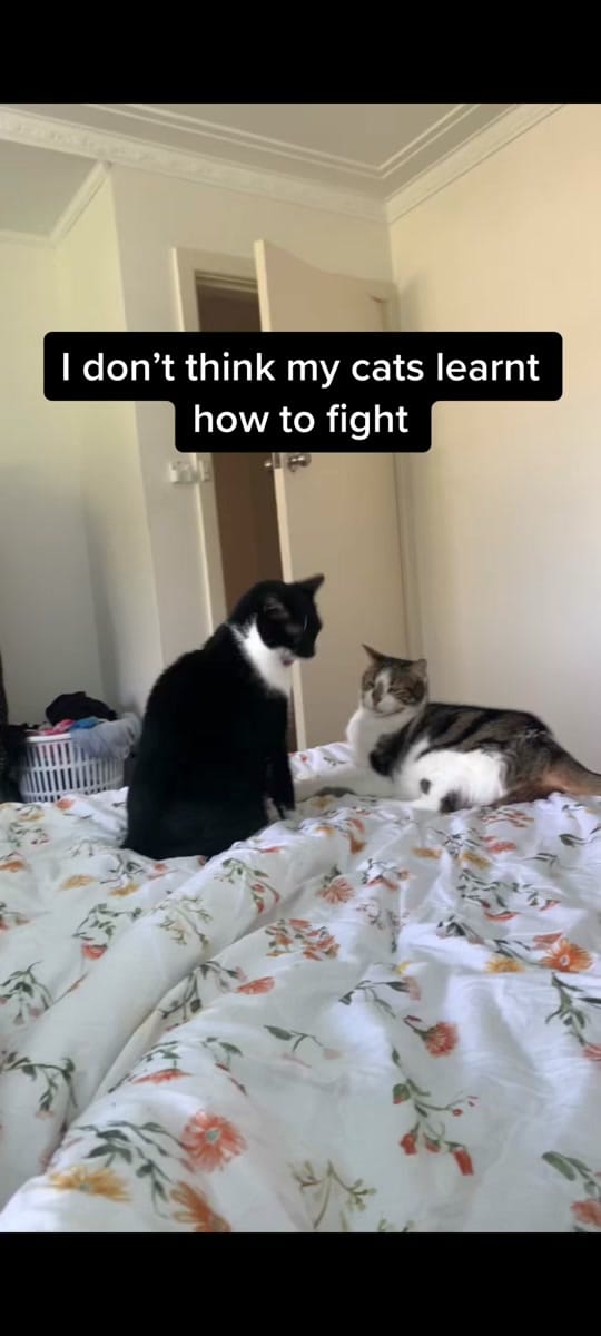 Post 9 by emiloo on TikTok (video)