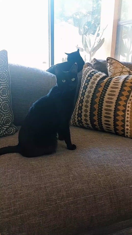 Post 10 by SarahsMagicTouch on TikTok (video)