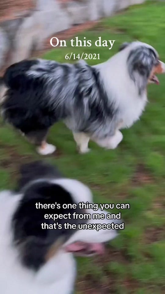 Post 2 by The Aussie Pawsie ® on TikTok (video)