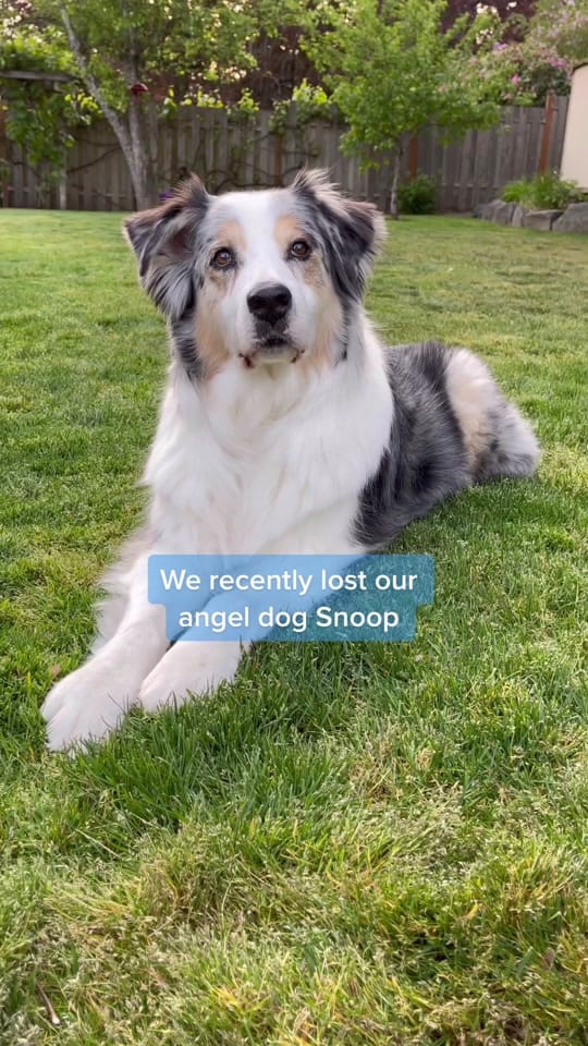 Post 10 by The Aussie Pawsie ® on TikTok (video)