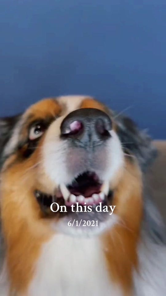 Post 6 by The Aussie Pawsie ® on TikTok (video)
