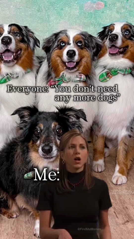 Post 7 by The Aussie Pawsie ® on TikTok (video)