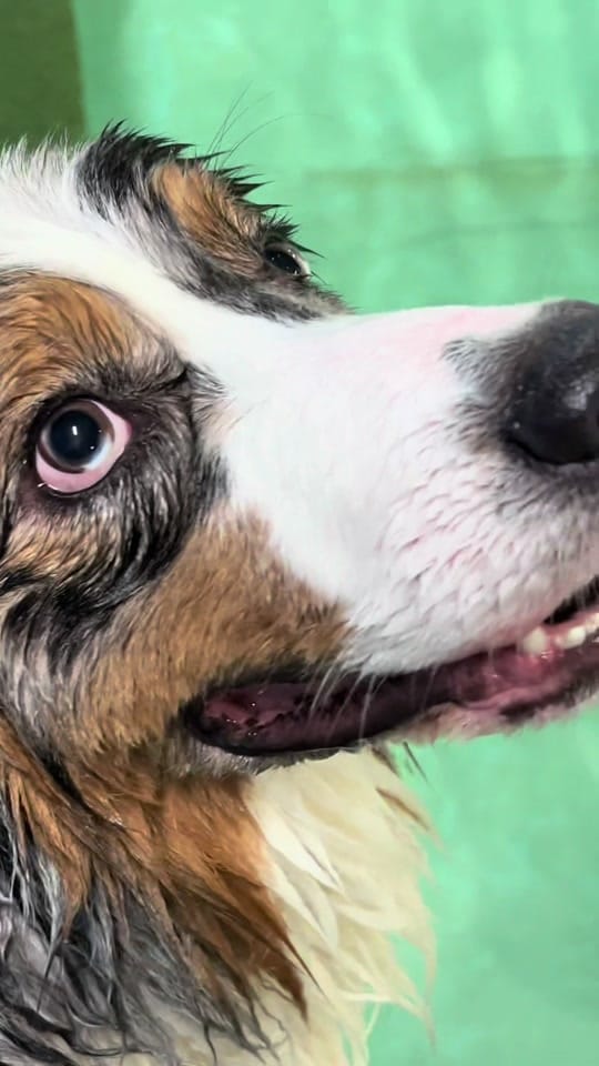 Post 3 by The Aussie Pawsie ® on TikTok (video)