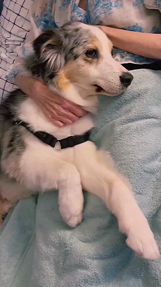 Post 8 by The Aussie Pawsie ® on TikTok (video)