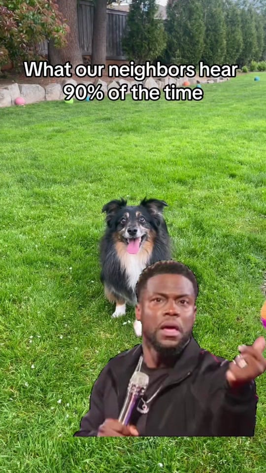 Post 1 by The Aussie Pawsie ® on TikTok (video)