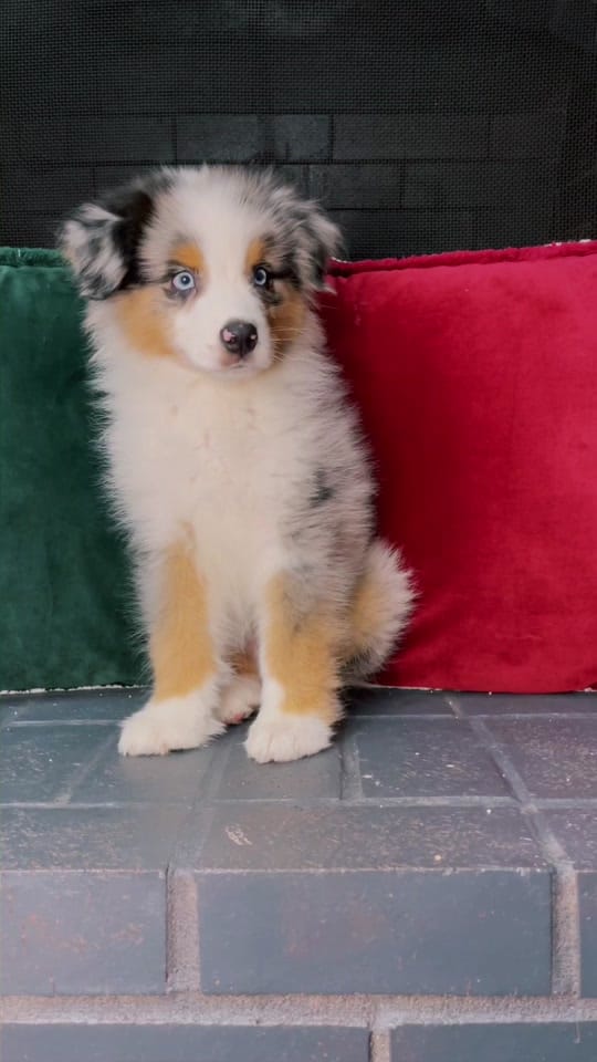 Post 9 by The Aussie Pawsie ® on TikTok (video)