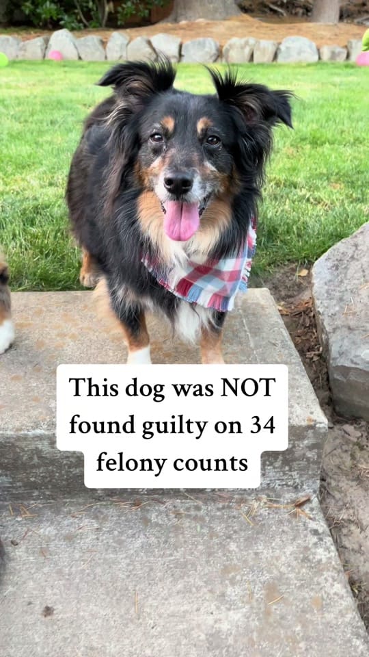 Post 4 by The Aussie Pawsie ® on TikTok (video)