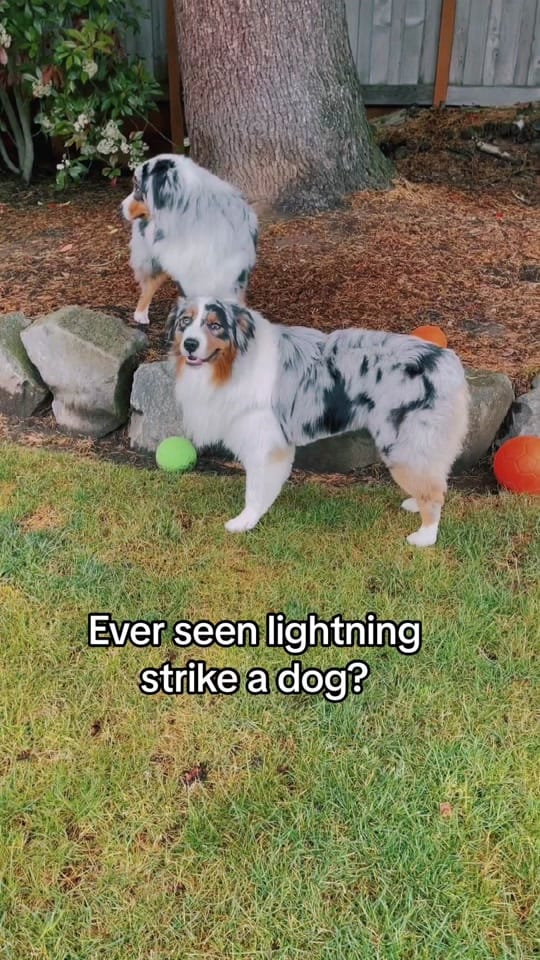 Post 5 by The Aussie Pawsie ® on TikTok (video)