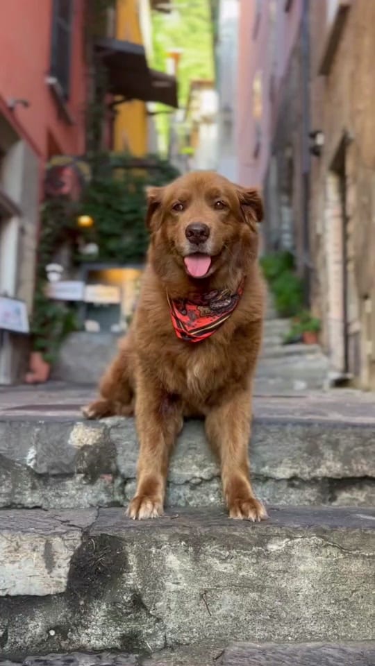 Post 2 by Cocoa the Tour Dog on TikTok (video)