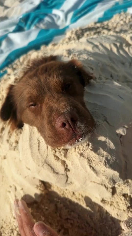 Post 1 by Cocoa the Tour Dog on TikTok (video)