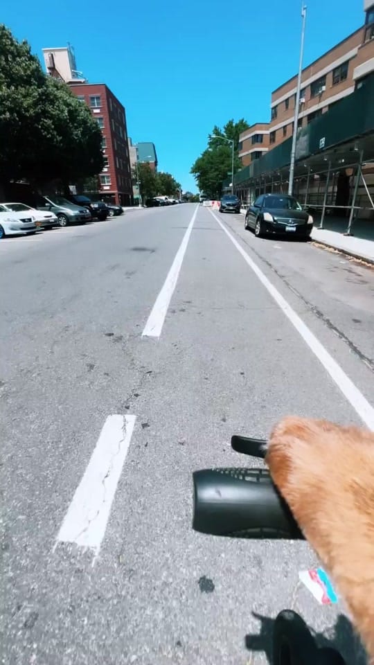 Post 9 by Cocoa the Tour Dog on TikTok (video)
