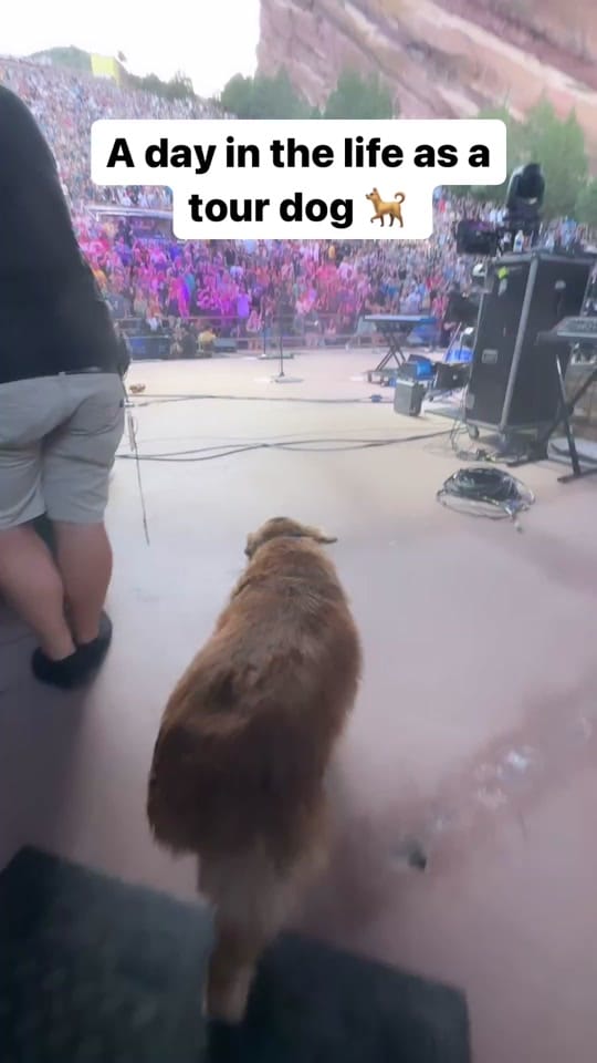 Post 10 by Cocoa the Tour Dog on TikTok (video)
