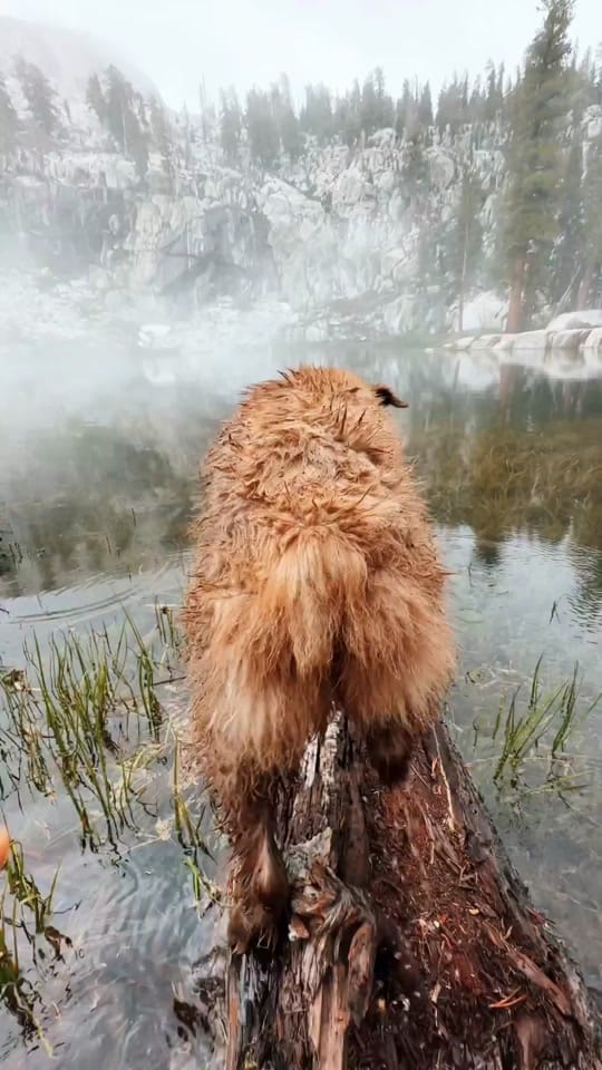 Post 8 by Cocoa the Tour Dog on TikTok (video)
