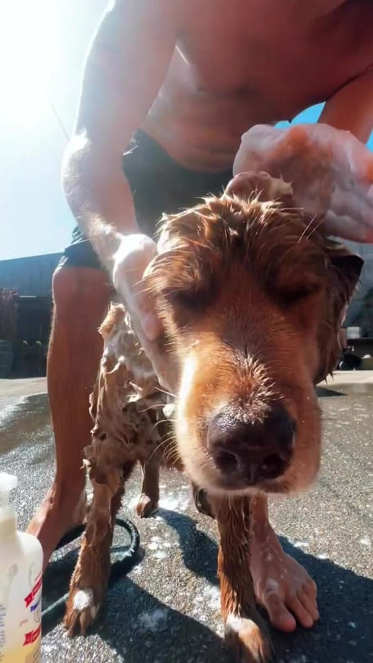 Post 5 by Cocoa the Tour Dog on TikTok (video)