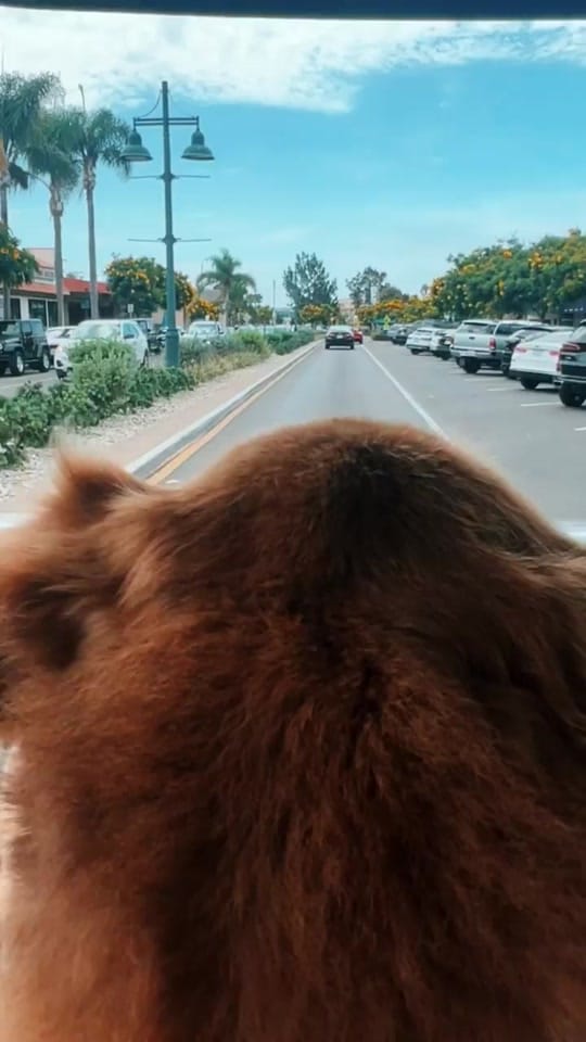 Post 3 by Cocoa the Tour Dog on TikTok (video)