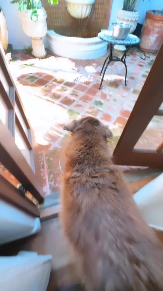 Post 7 by Cocoa the Tour Dog on TikTok (video)
