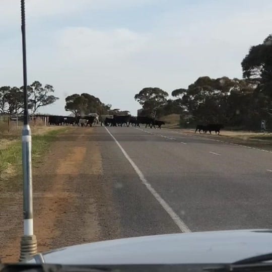 Post 8 by farmgirl on TikTok (video)
