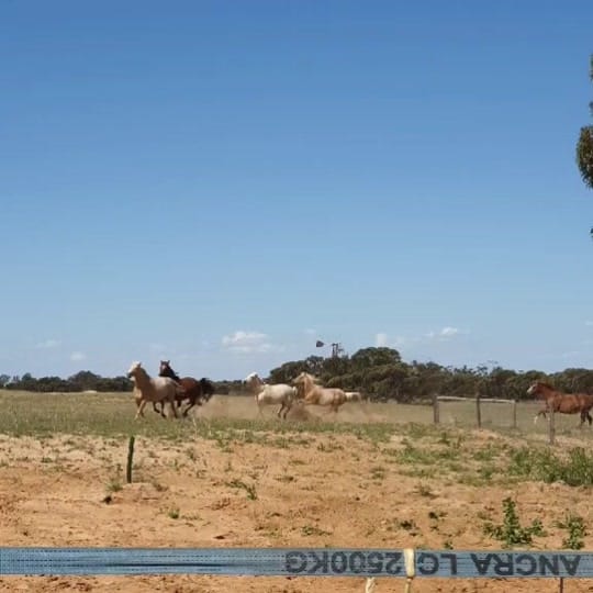Post 1 by farmgirl on TikTok (video)