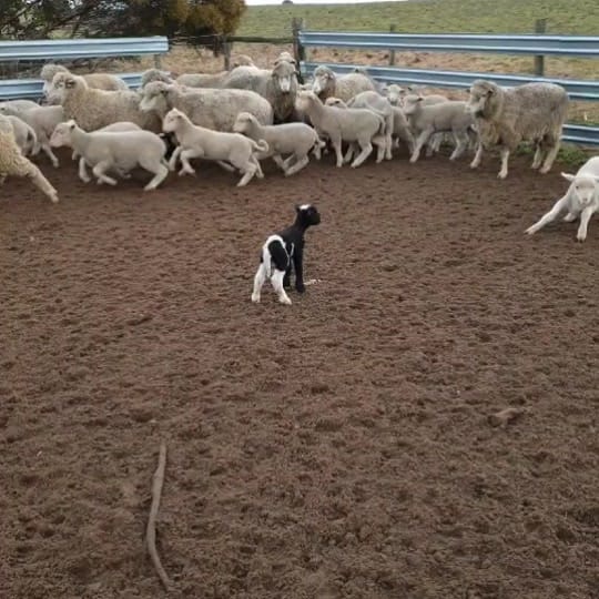 Post 9 by farmgirl on TikTok (video)