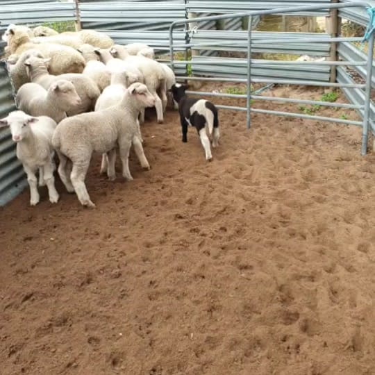 Post 4 by farmgirl on TikTok (video)