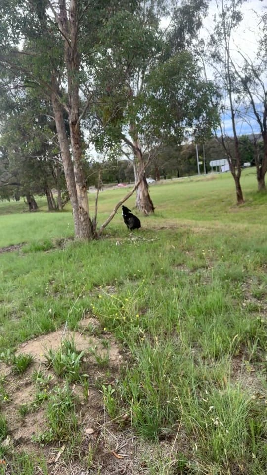 Post 8 by Wallace Roofing Group on TikTok (video)