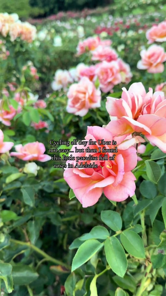 Post 2 by meesha996 on TikTok (video)