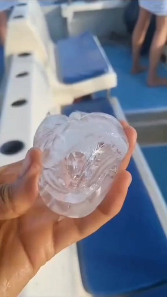 Post 7 by Blazie Fox on TikTok (video)