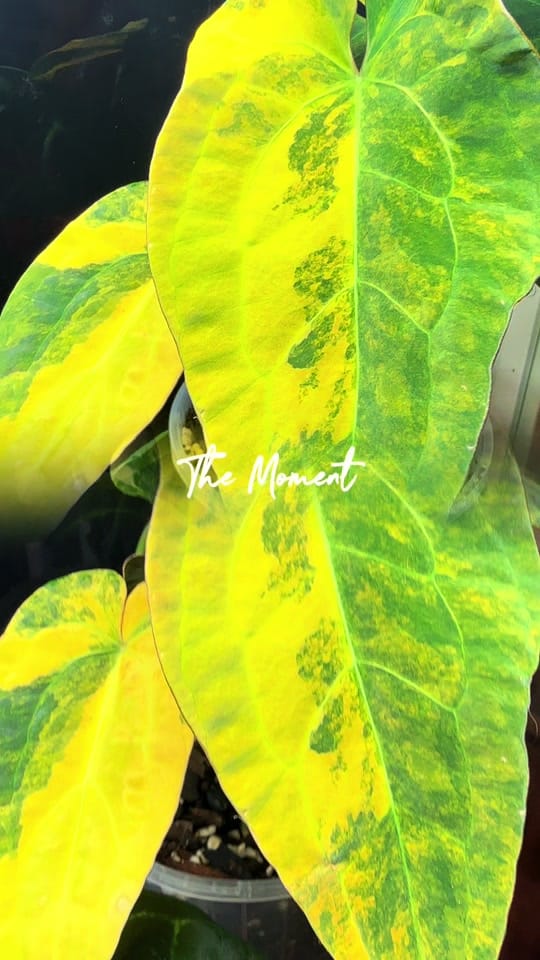 Post 7 by Sharon_Brisbane Rare Plants on TikTok (video)