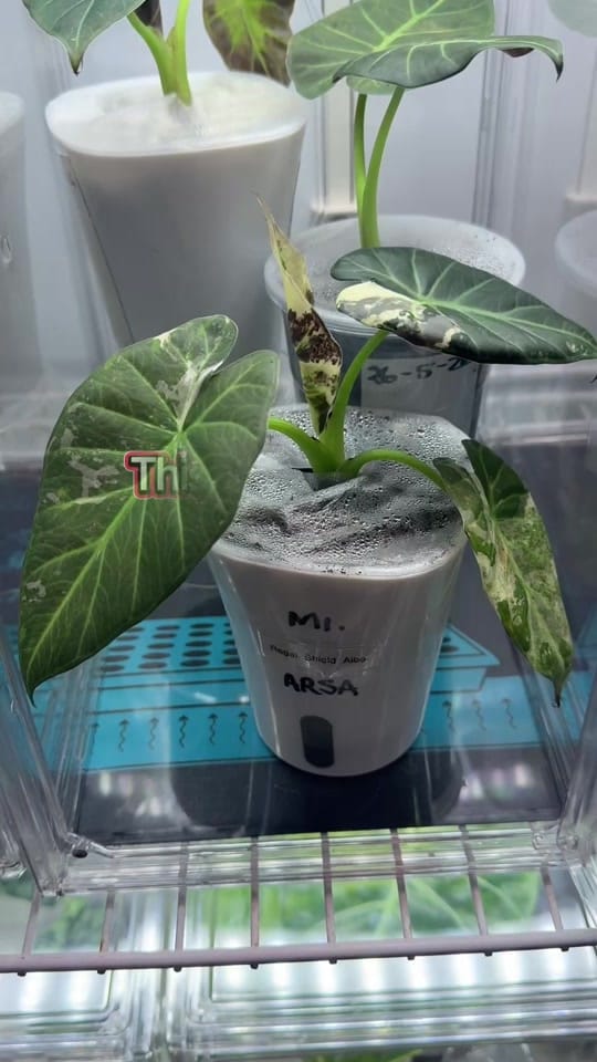 Post 3 by Sharon_Brisbane Rare Plants on TikTok (video)