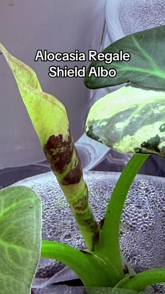 Post 5 by Sharon_Brisbane Rare Plants on TikTok (video)