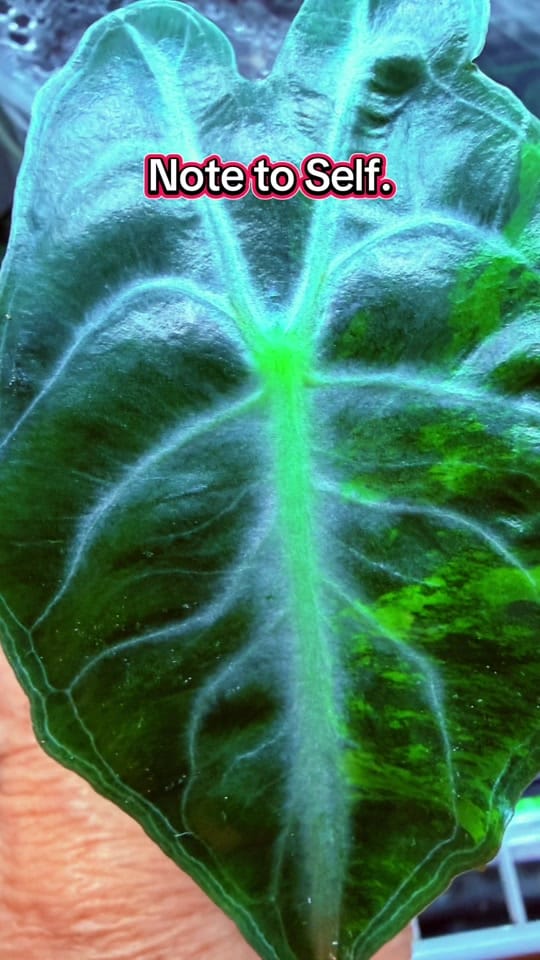 Post 2 by Sharon_Brisbane Rare Plants on TikTok (video)