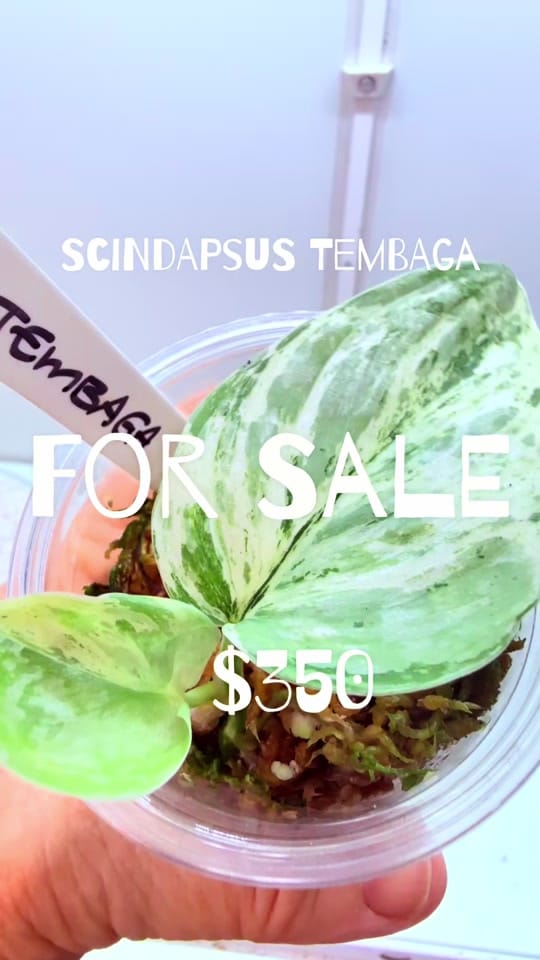 Post 8 by Sharon_Brisbane Rare Plants on TikTok (video)