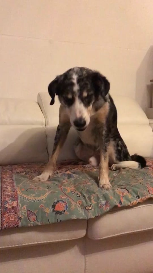 Post 3 by KnuddelJessi on TikTok (video)