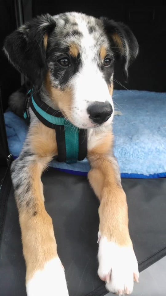 Post 8 by KnuddelJessi on TikTok (video)