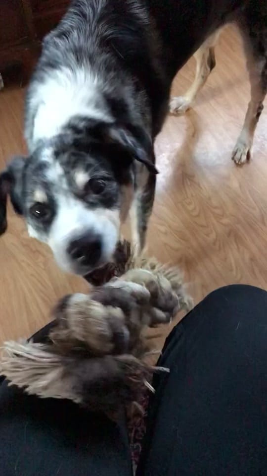 Post 4 by KnuddelJessi on TikTok (video)