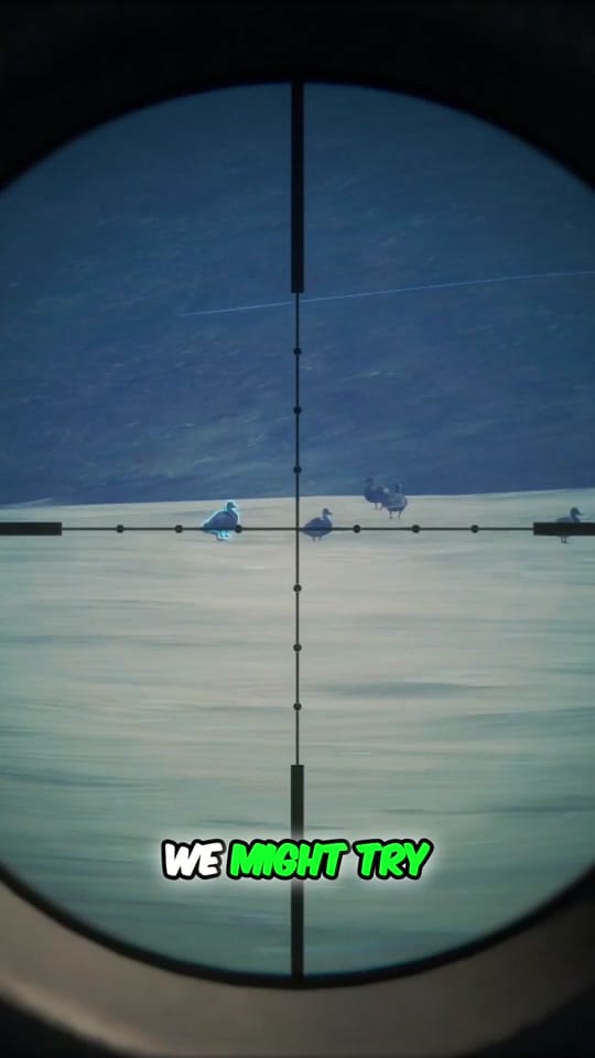 Post 3 by ThatAussieHunter on TikTok (video)