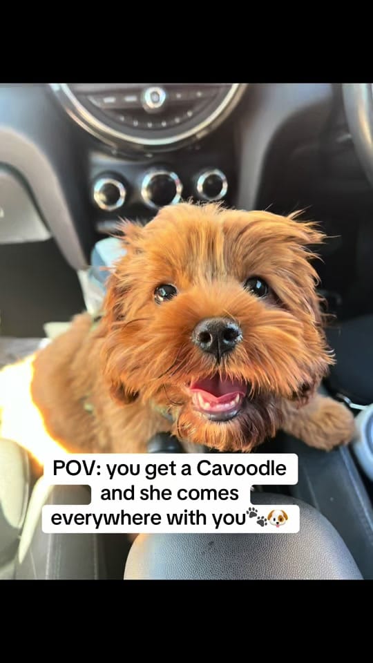 Post 5 by harvey on TikTok (video)