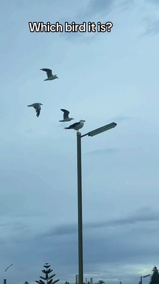 Post 3 by Nikhil Arora on TikTok (video)