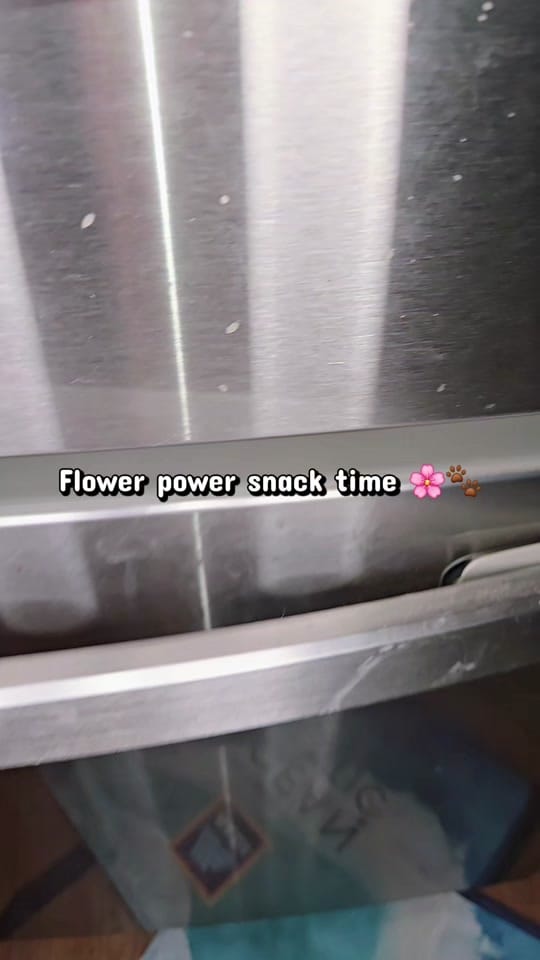 Post 7 by The Blue Eyed Bandit on TikTok (video)