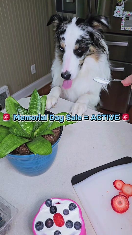 Post 1 by The Blue Eyed Bandit on TikTok (video)