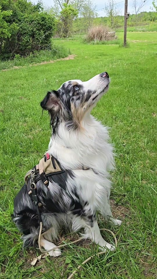Post 5 by The Blue Eyed Bandit on TikTok (video)