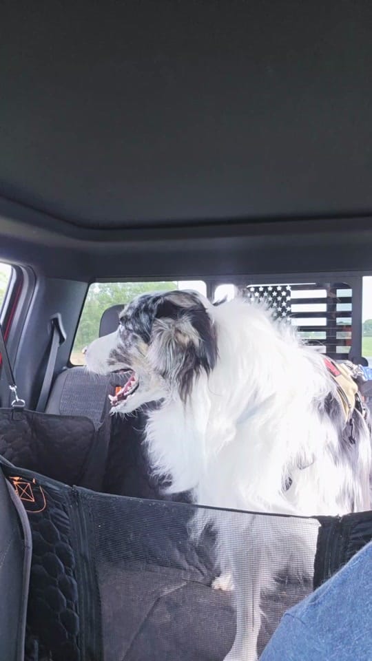 Post 2 by The Blue Eyed Bandit on TikTok (video)