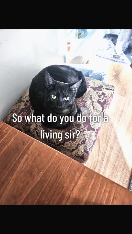 Post 7 by Jill Crazy cat lady on TikTok (video)
